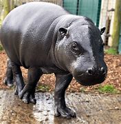 Pygmy hippo