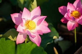 Lotus in the morning